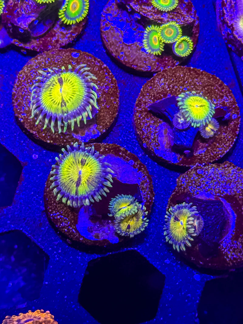 Butt Muncher Zoanthids – Almost WYSIWYG (1–3+ Polyps)