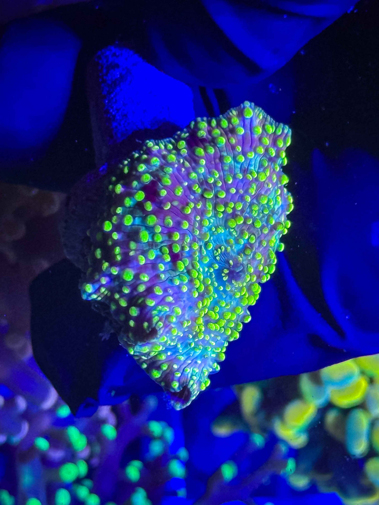Pastel Pimple Fusion Disco Mushroom
