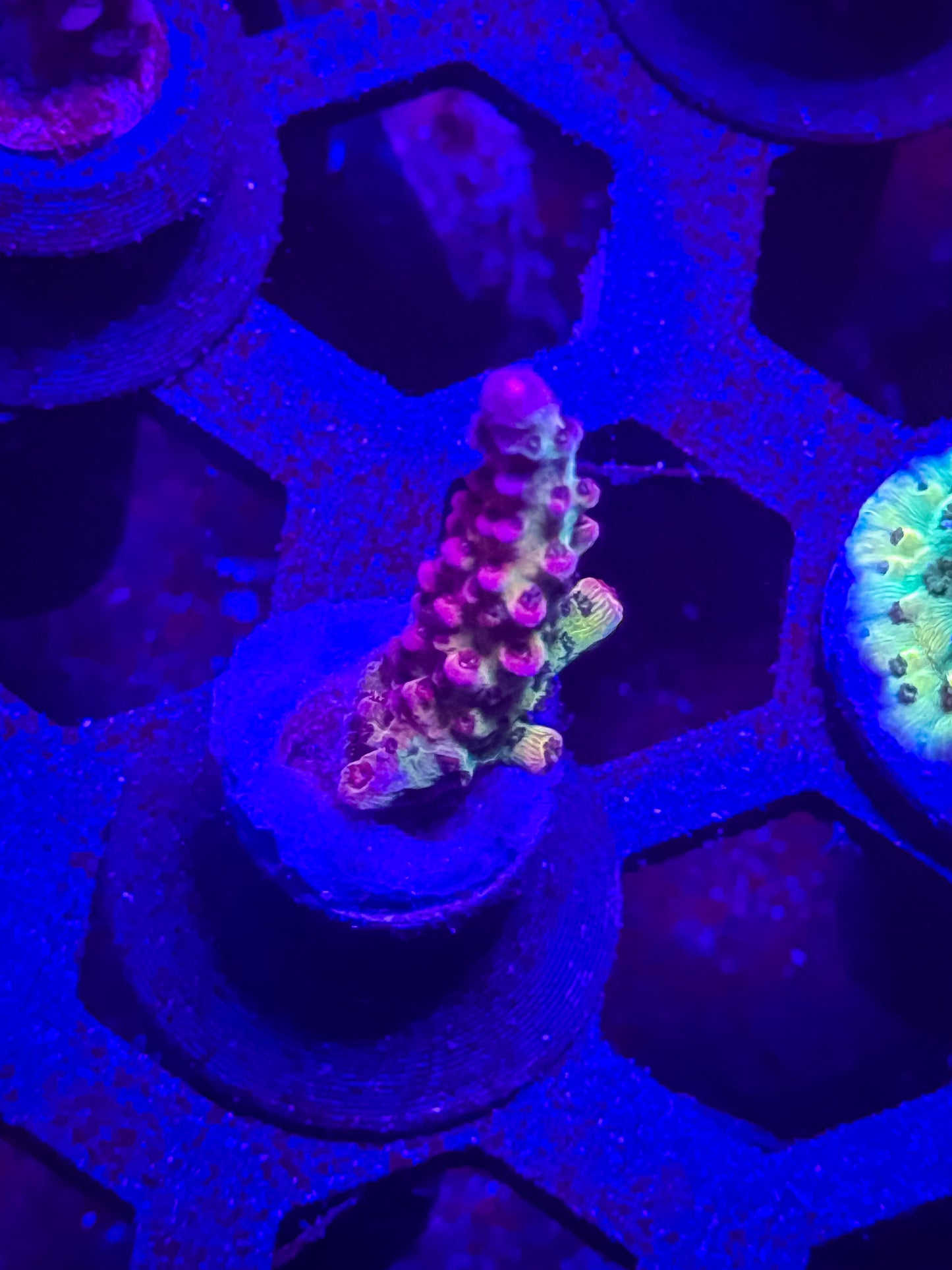 CB Maleficent Acro