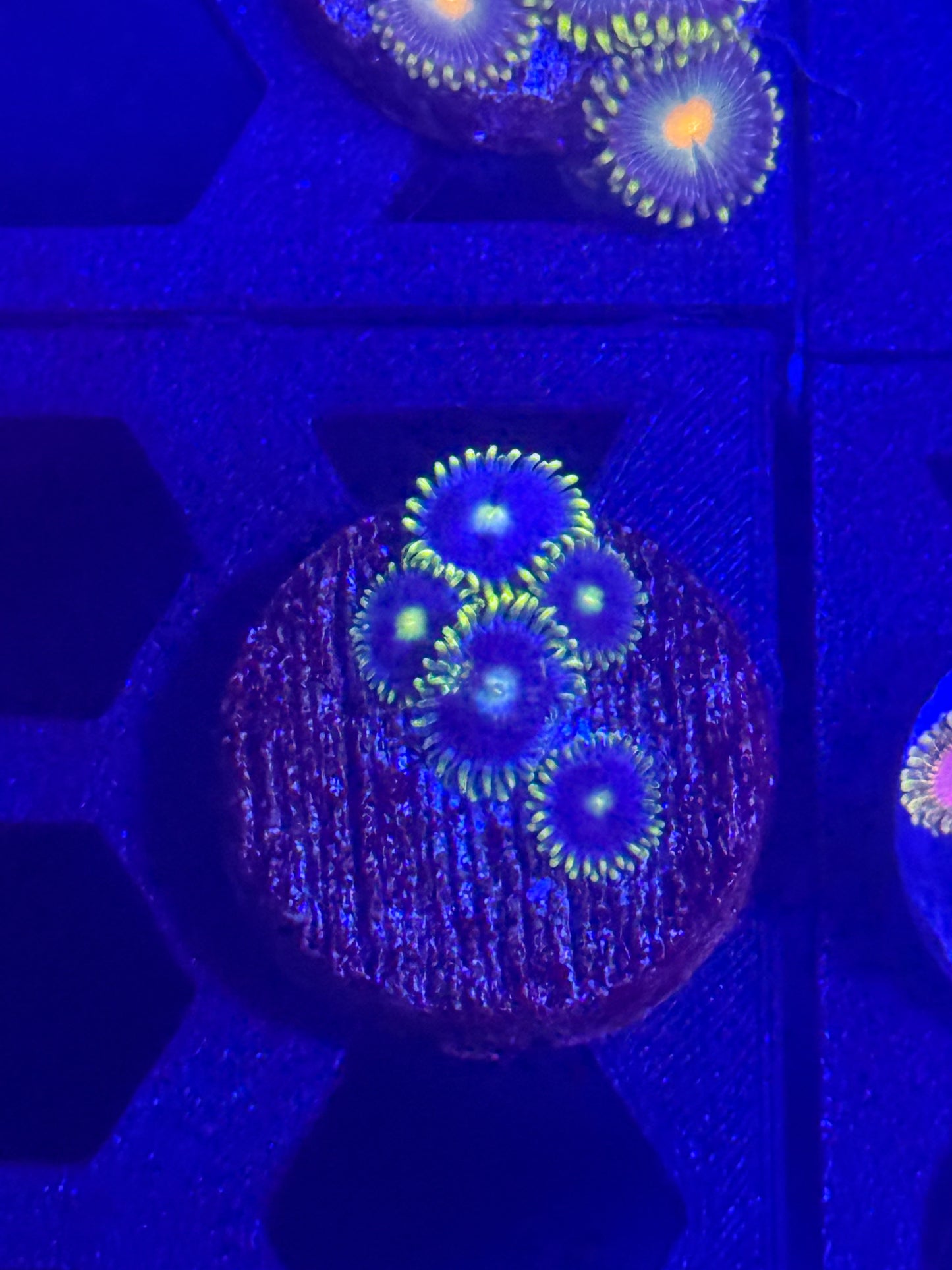 Blueberry Fields Zoas