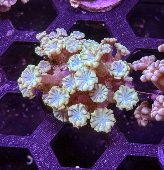 Indo Alveopora - WYSIWYG #2