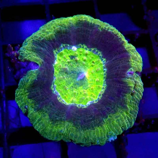 UFO Acan Maxima