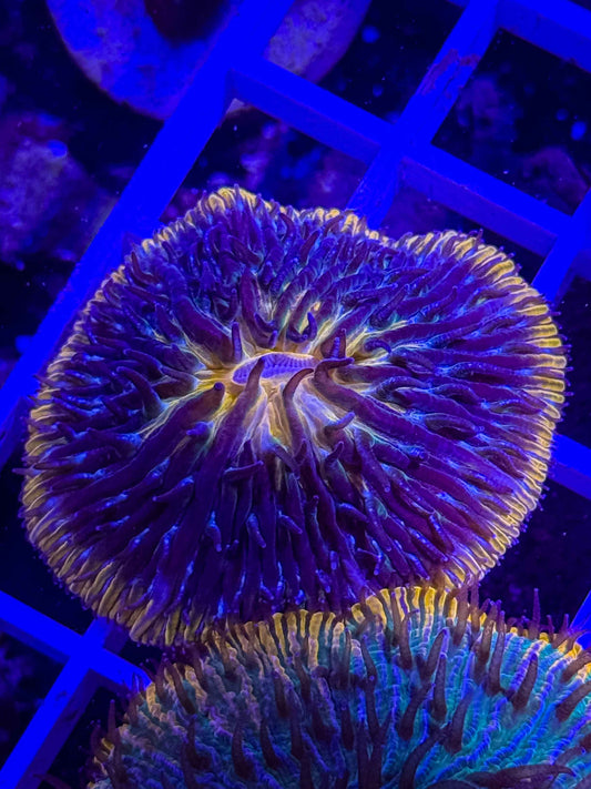Fungia Plate