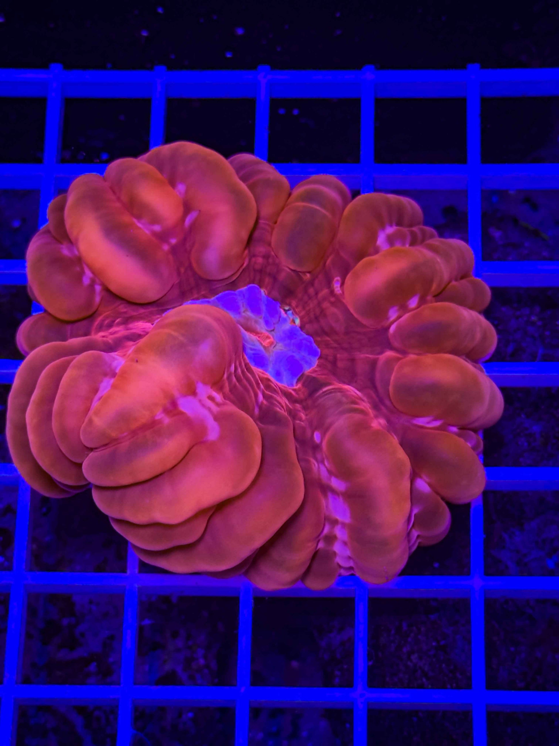Cynarina Coral