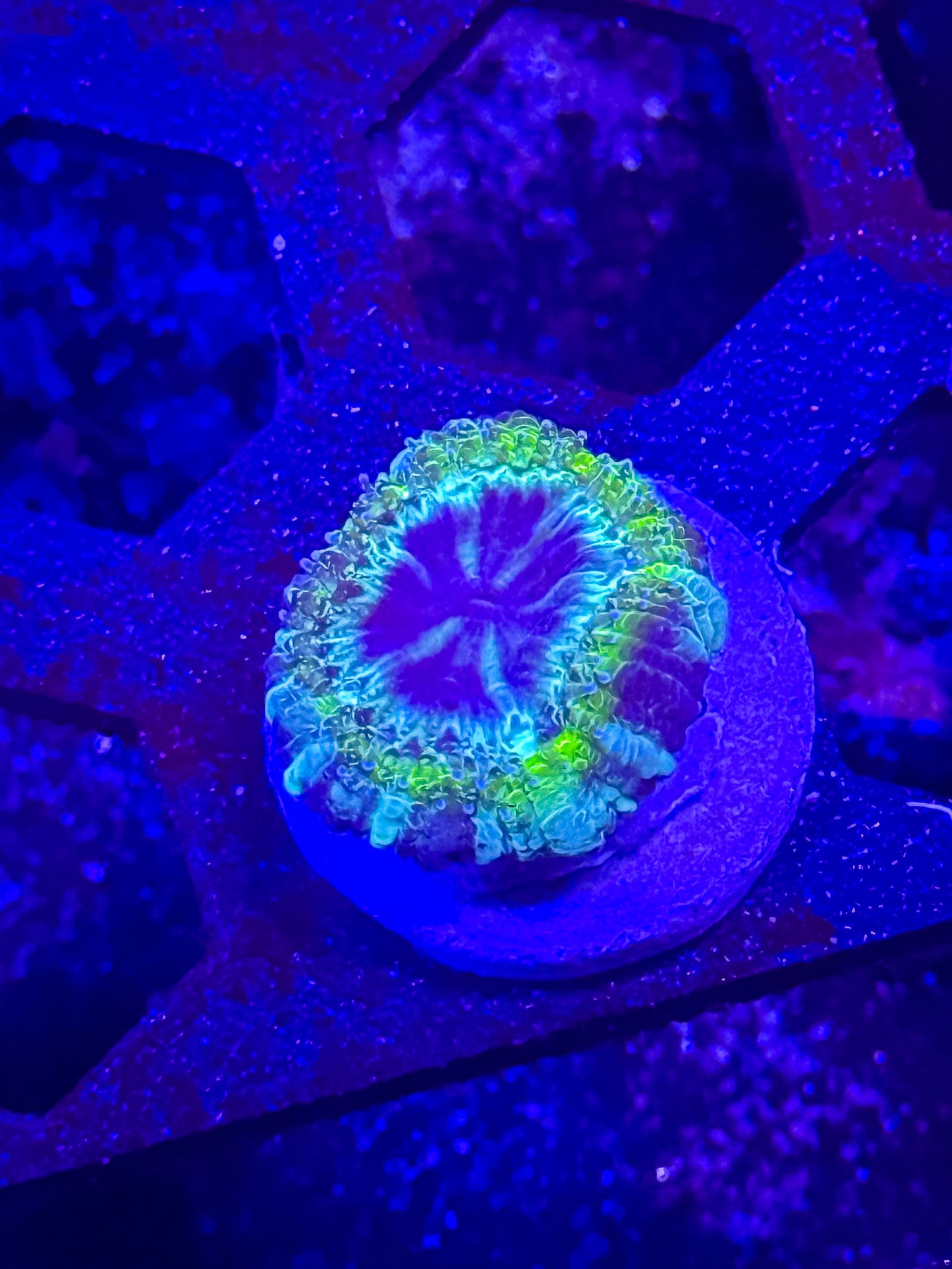 GS Bogus Basin Malaysian Acan Lord