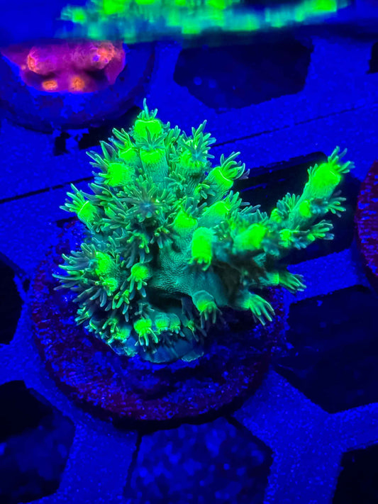 GS Embrace the Martian Acropora