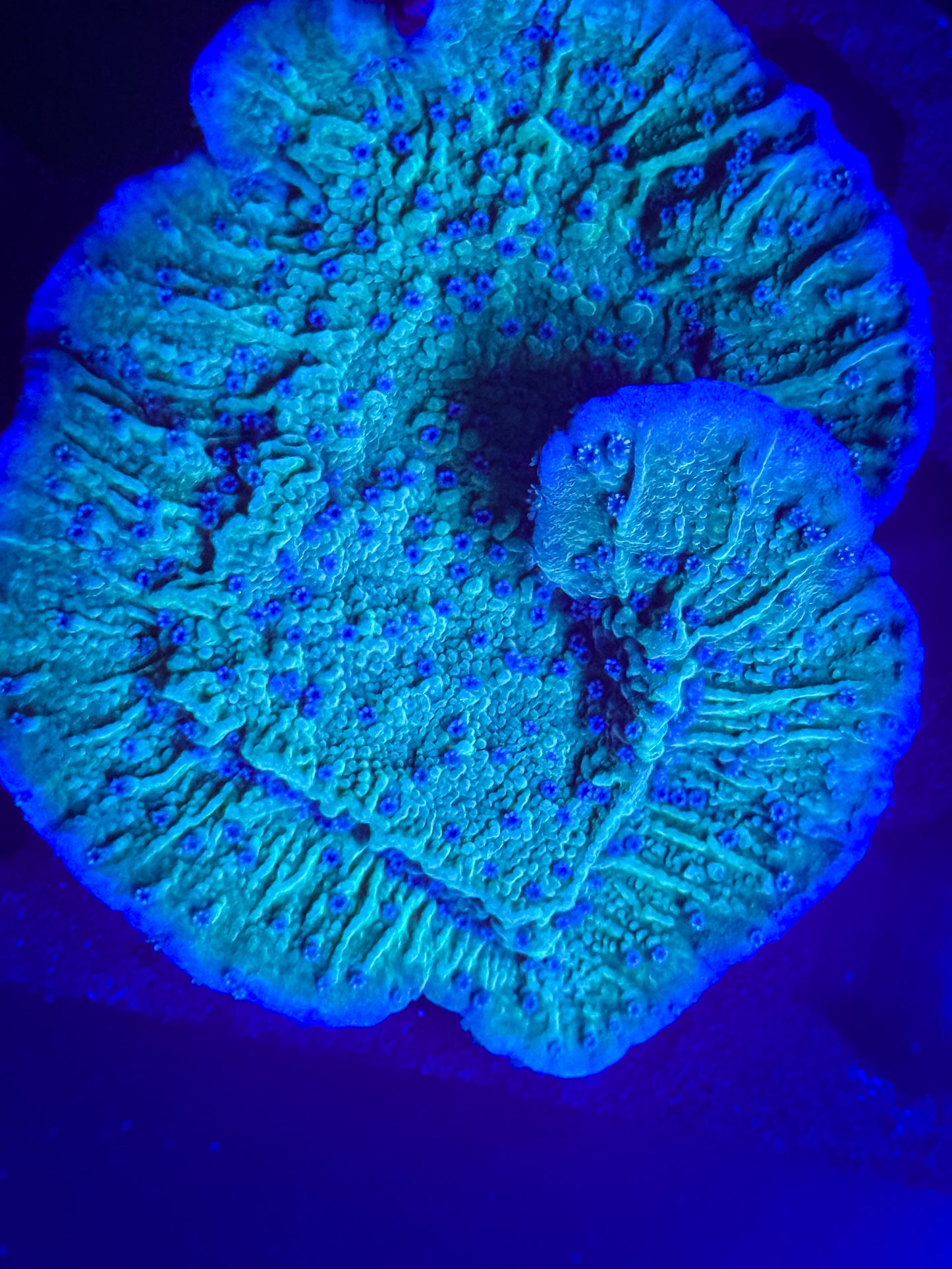 Blue Polyp Monti Cap