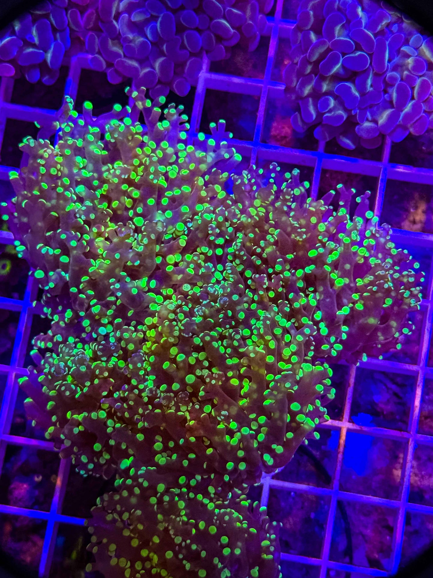 Green Tip Frogspawn (1 Each)