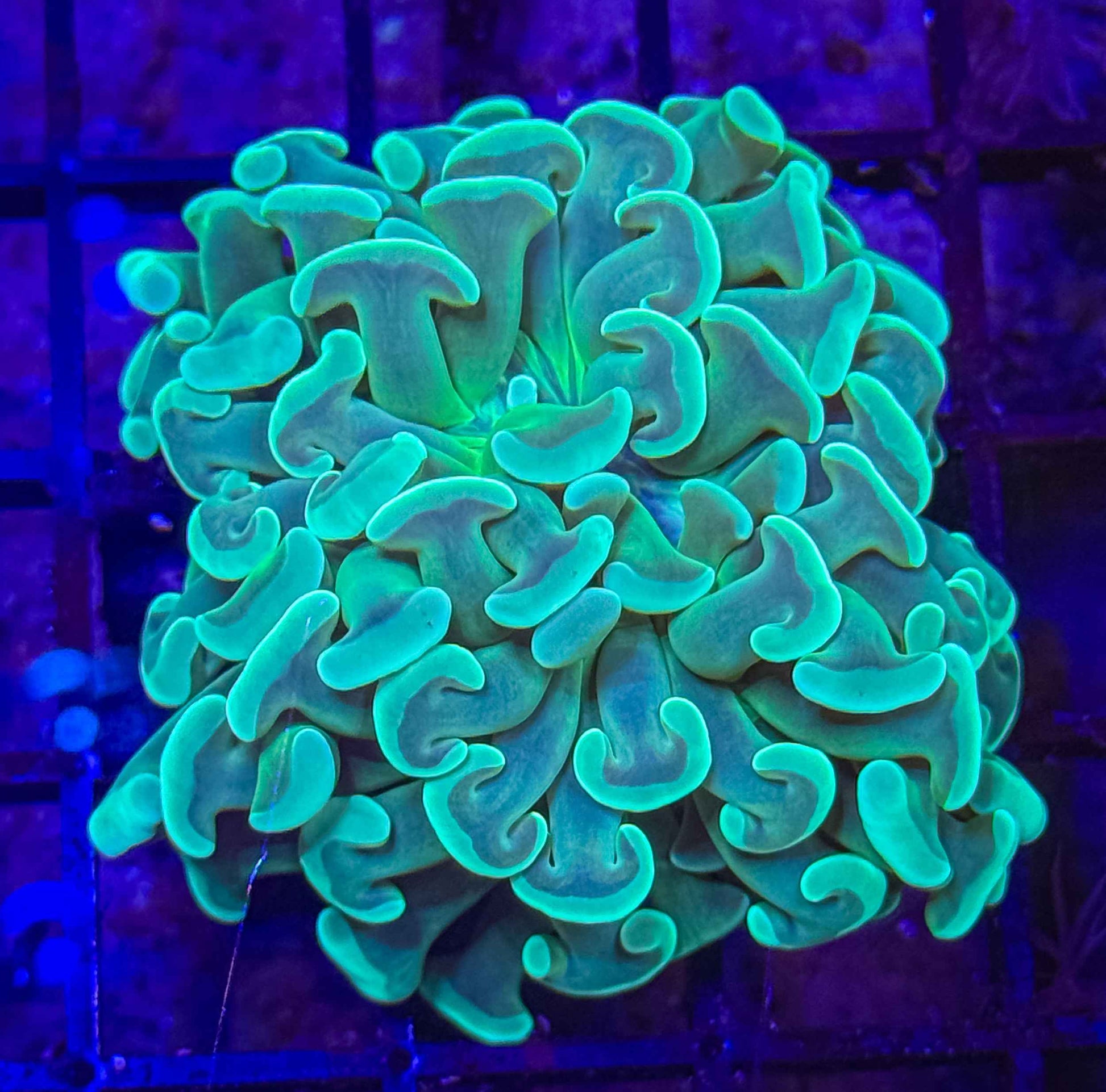 Mint Branching Hammer