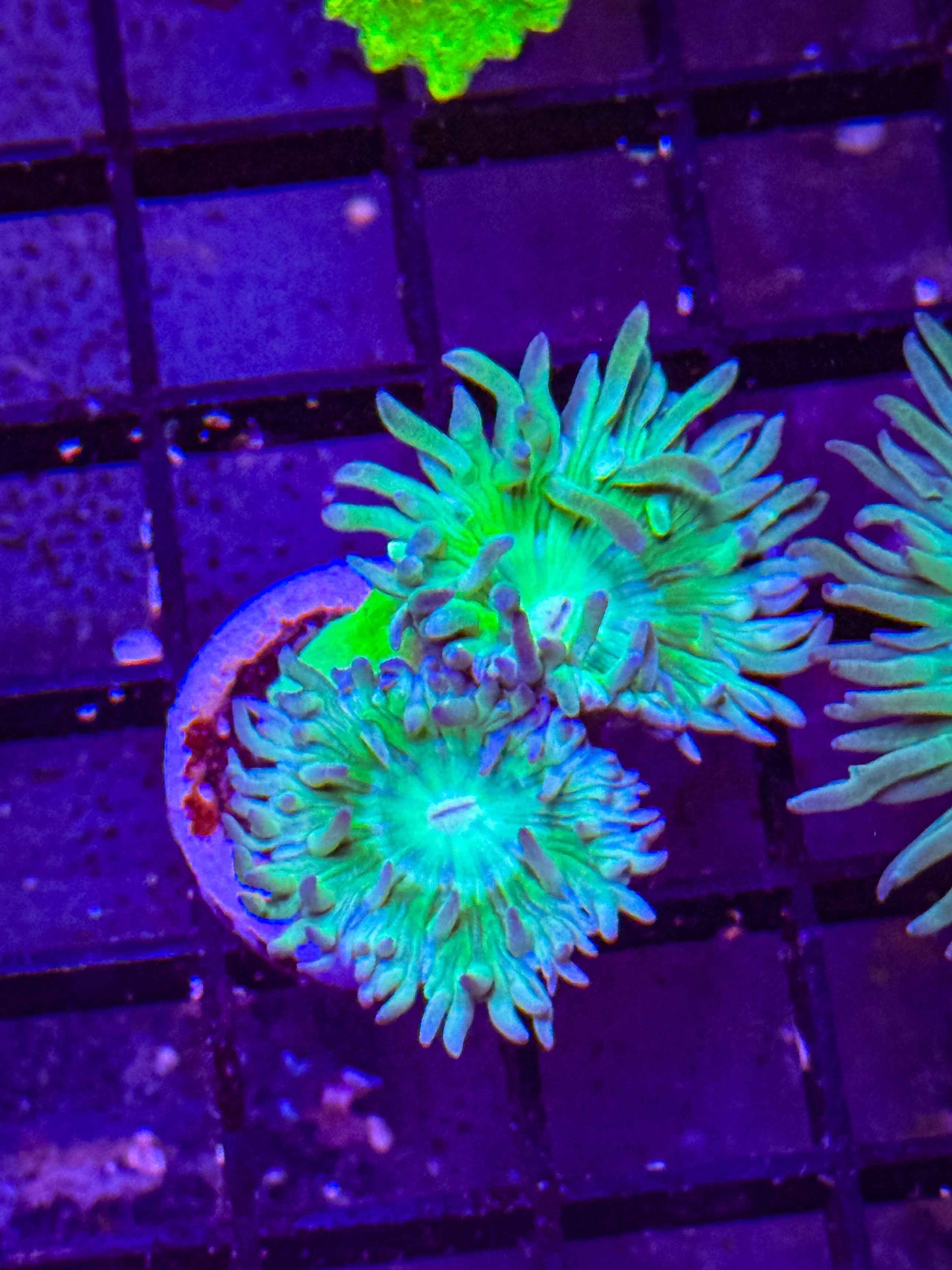 Aussie Duncan Coral (Green Base)