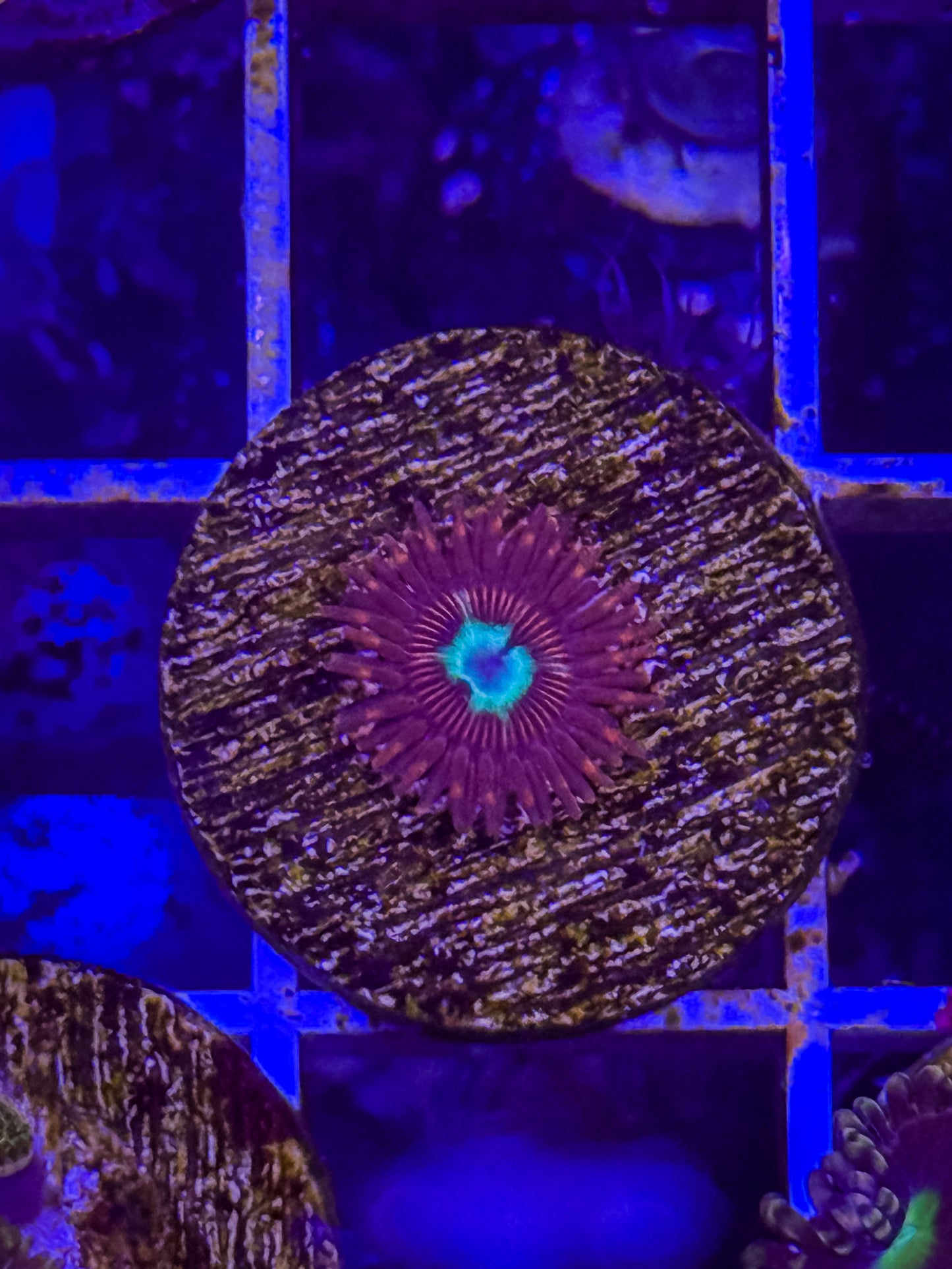 Pornstar Zoa