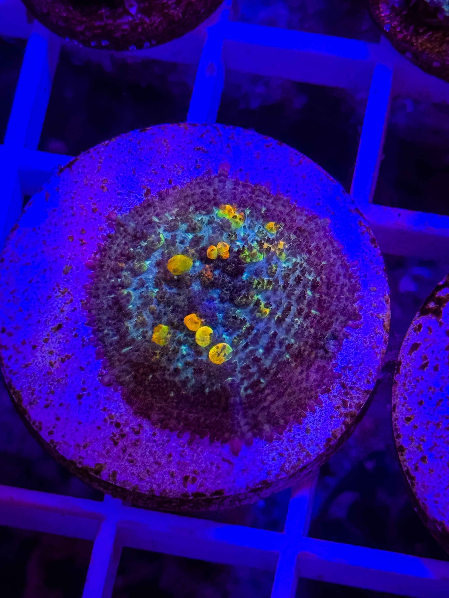 Baby WWC OG Bounce Mushroom
