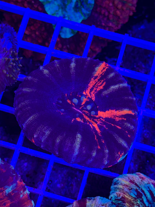 Warpaint Scolymia