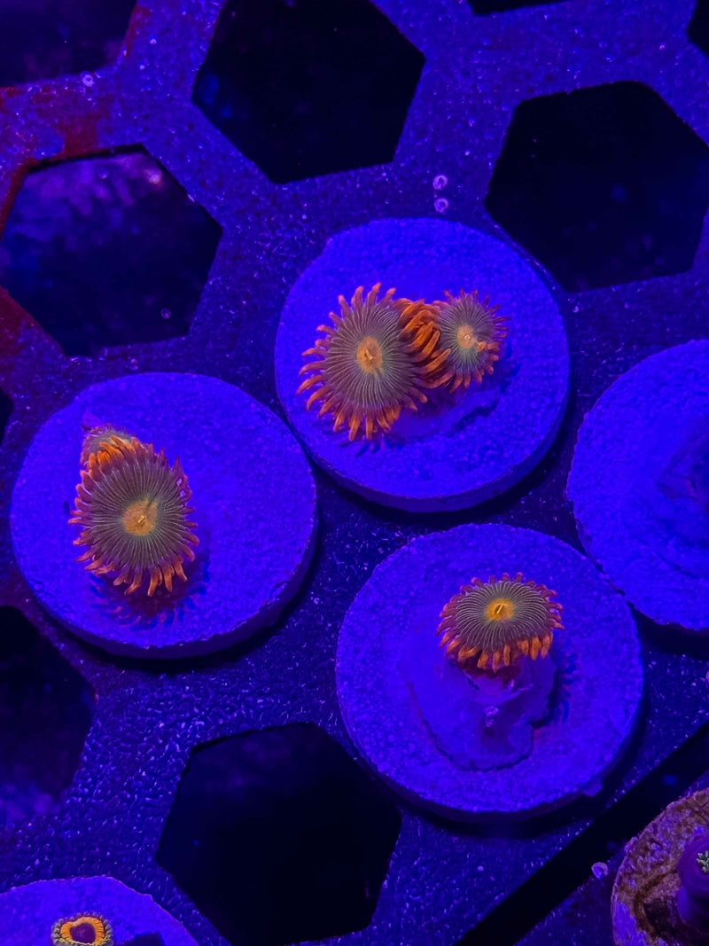 Gatorade Zoanthids – Almost WYSIWYG (1–3+ Polyps)