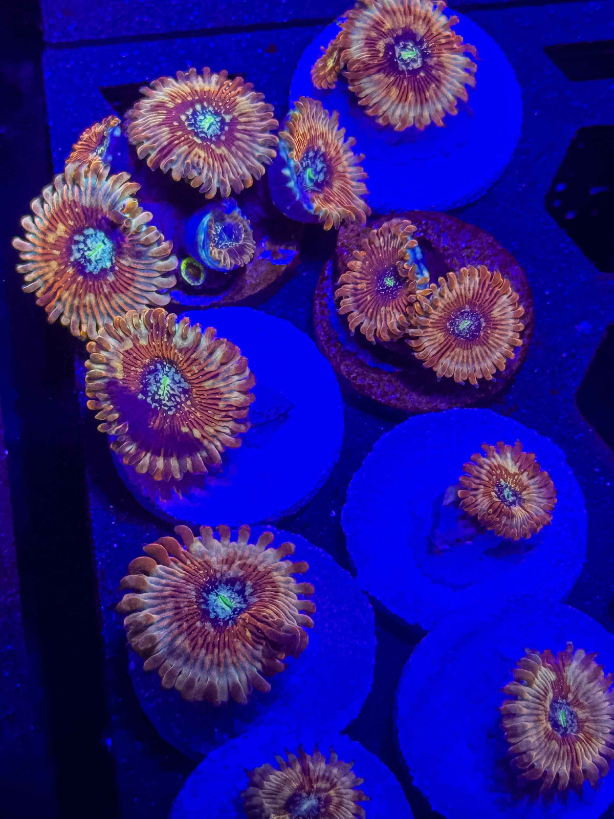 Seduction Zoanthids – Almost WYSIWYG (1–3+ Polyps)