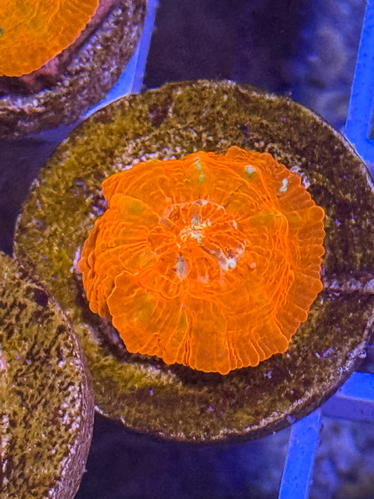 Captive Spawned Scolymia