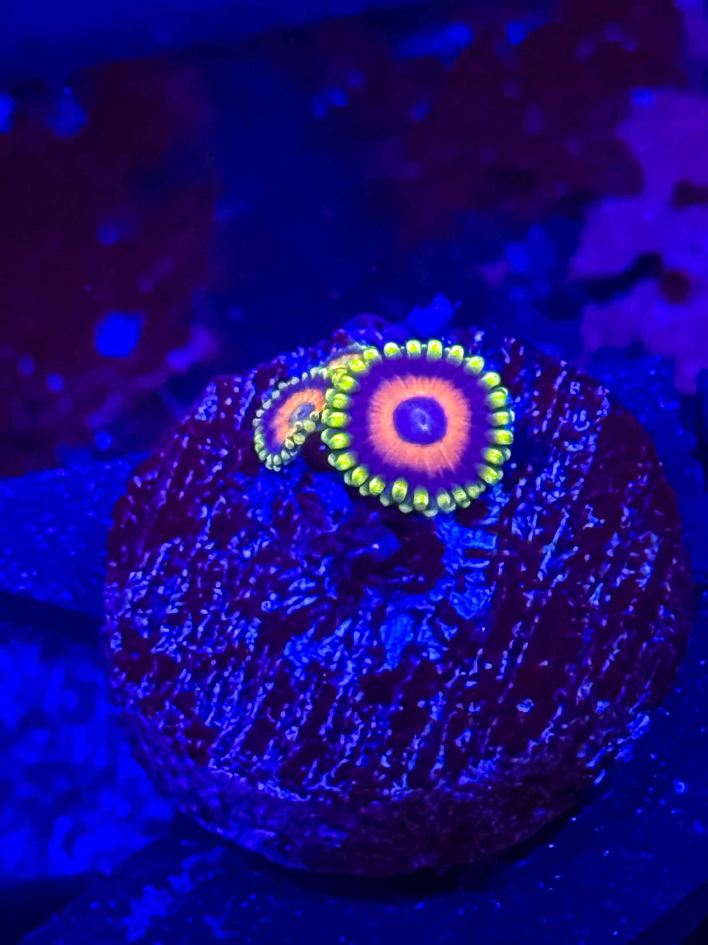 Eagle Eye Zoas
