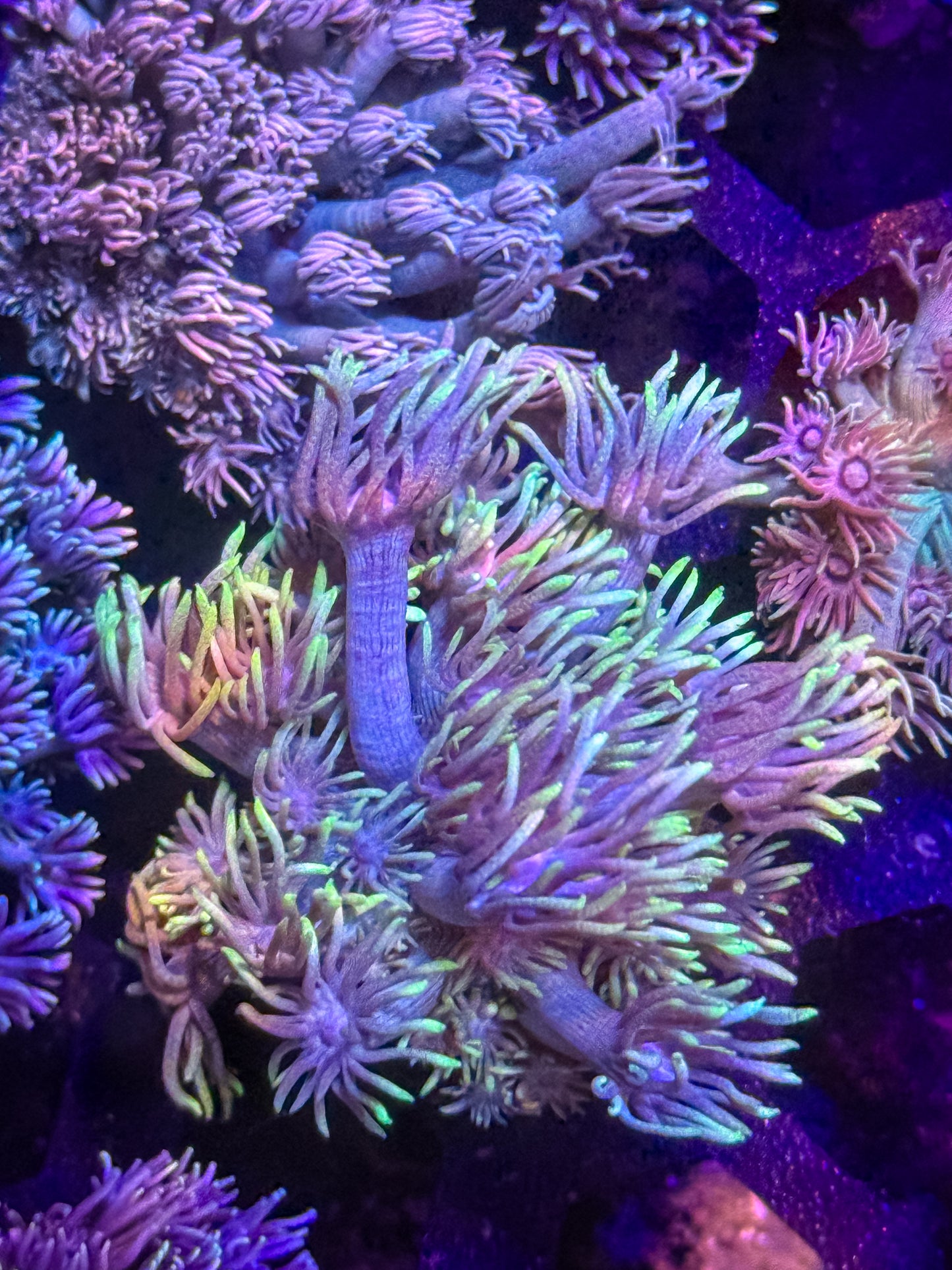 Goniopora