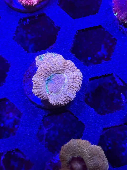 Malaysian Acan Lord