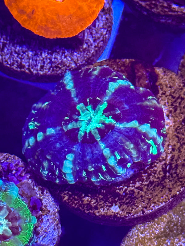 Captive Spawned Scolymia