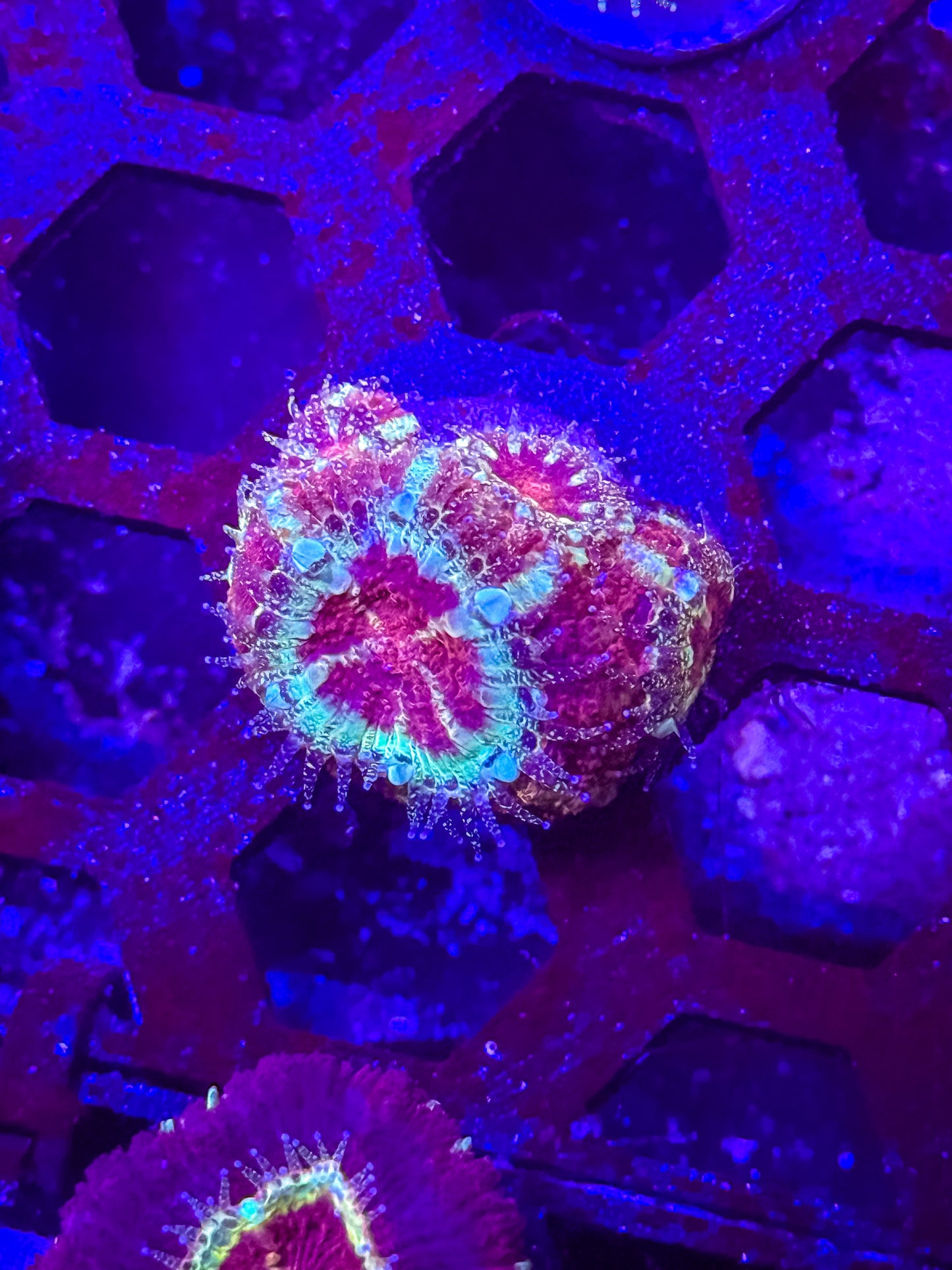 Malaysian Acan Lord