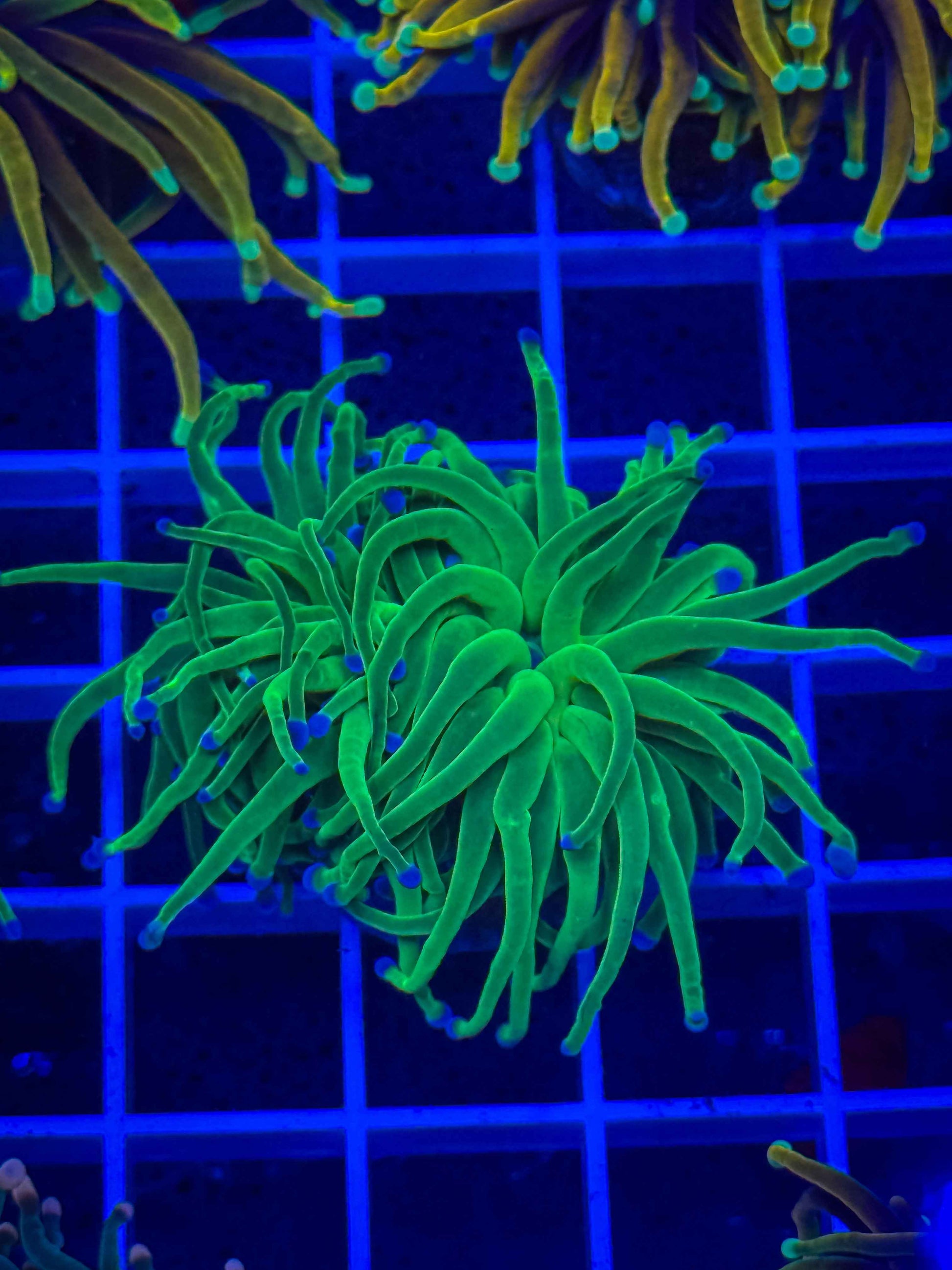 Indo Blue Tip Lime Torch