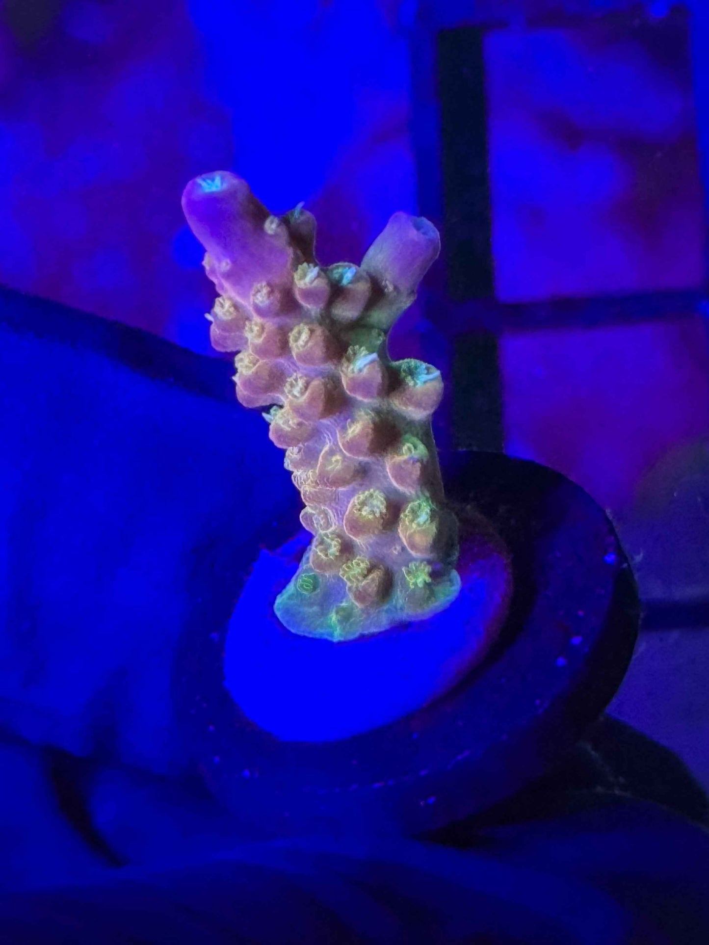 RR Rainbow Loom Acro