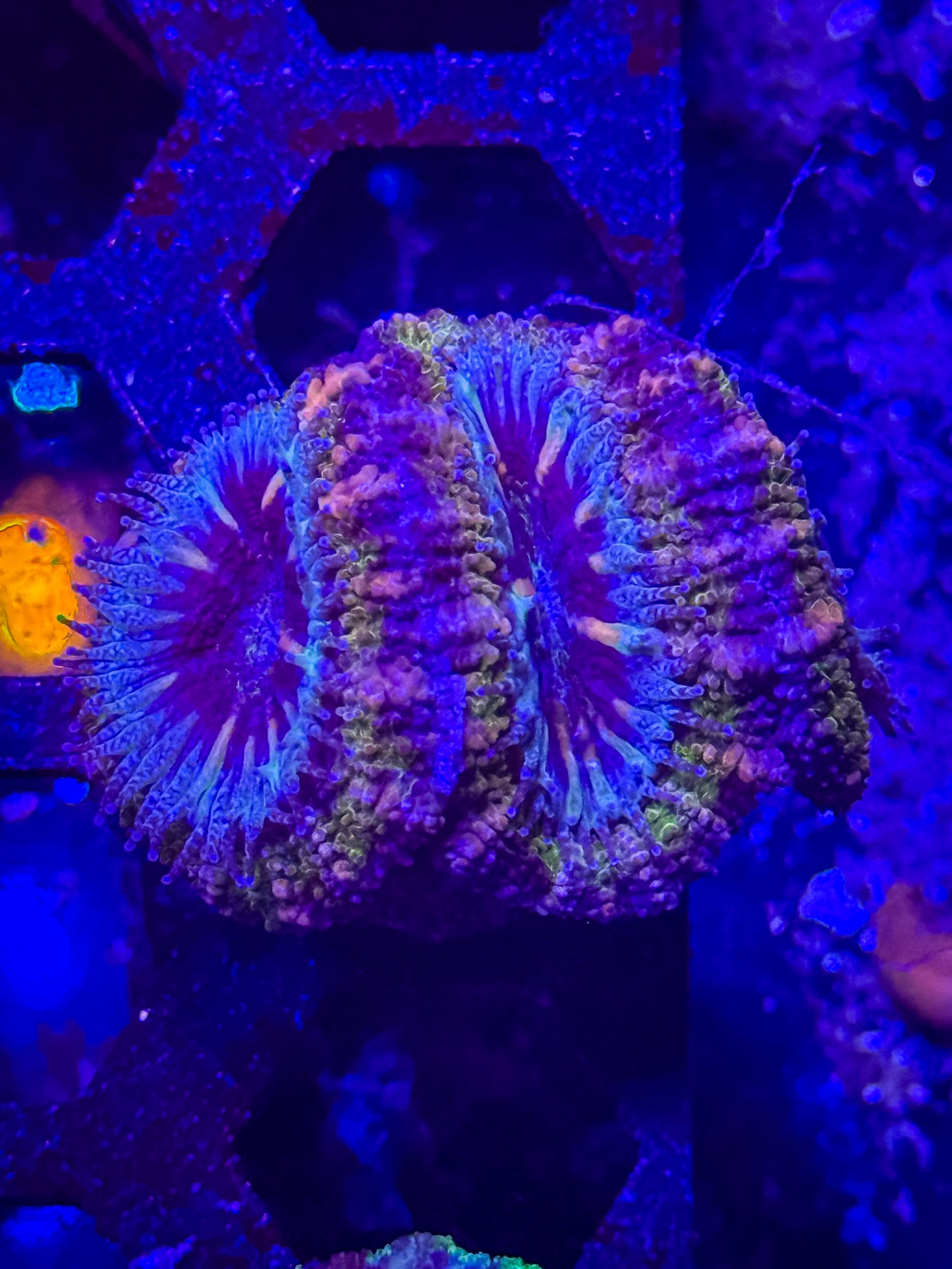Aussie Acan Lord