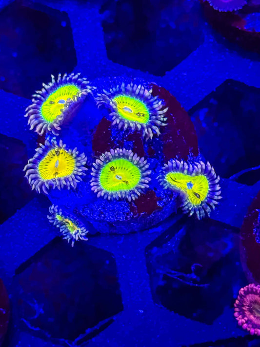Butt Munchers Zoas