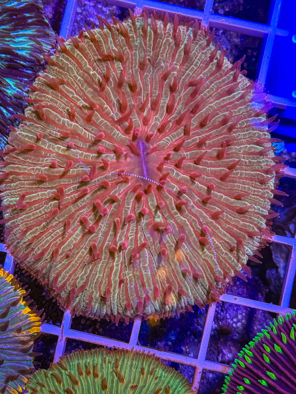 Malaysian Fungia Plate Coral live coral alternate view 2 – Gem State Corals