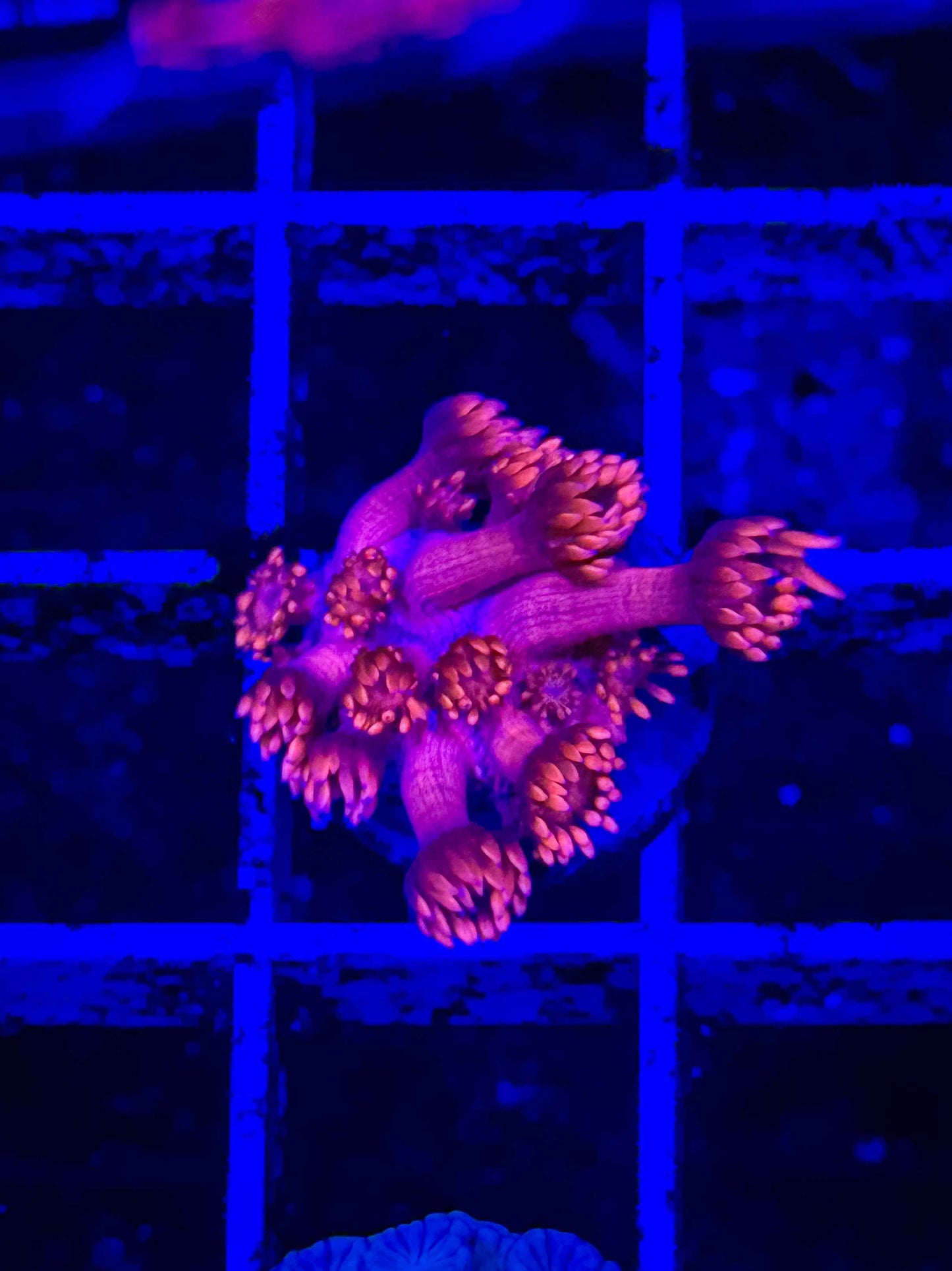 Red Goniopora