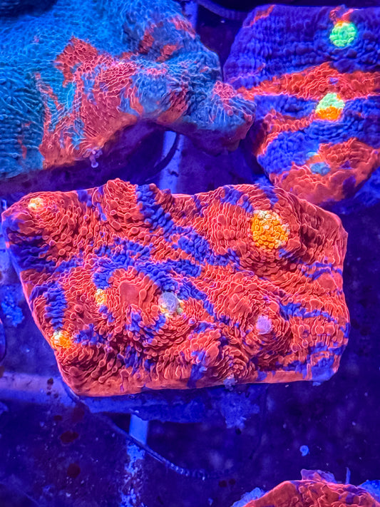 Rainbow Chalice Coral