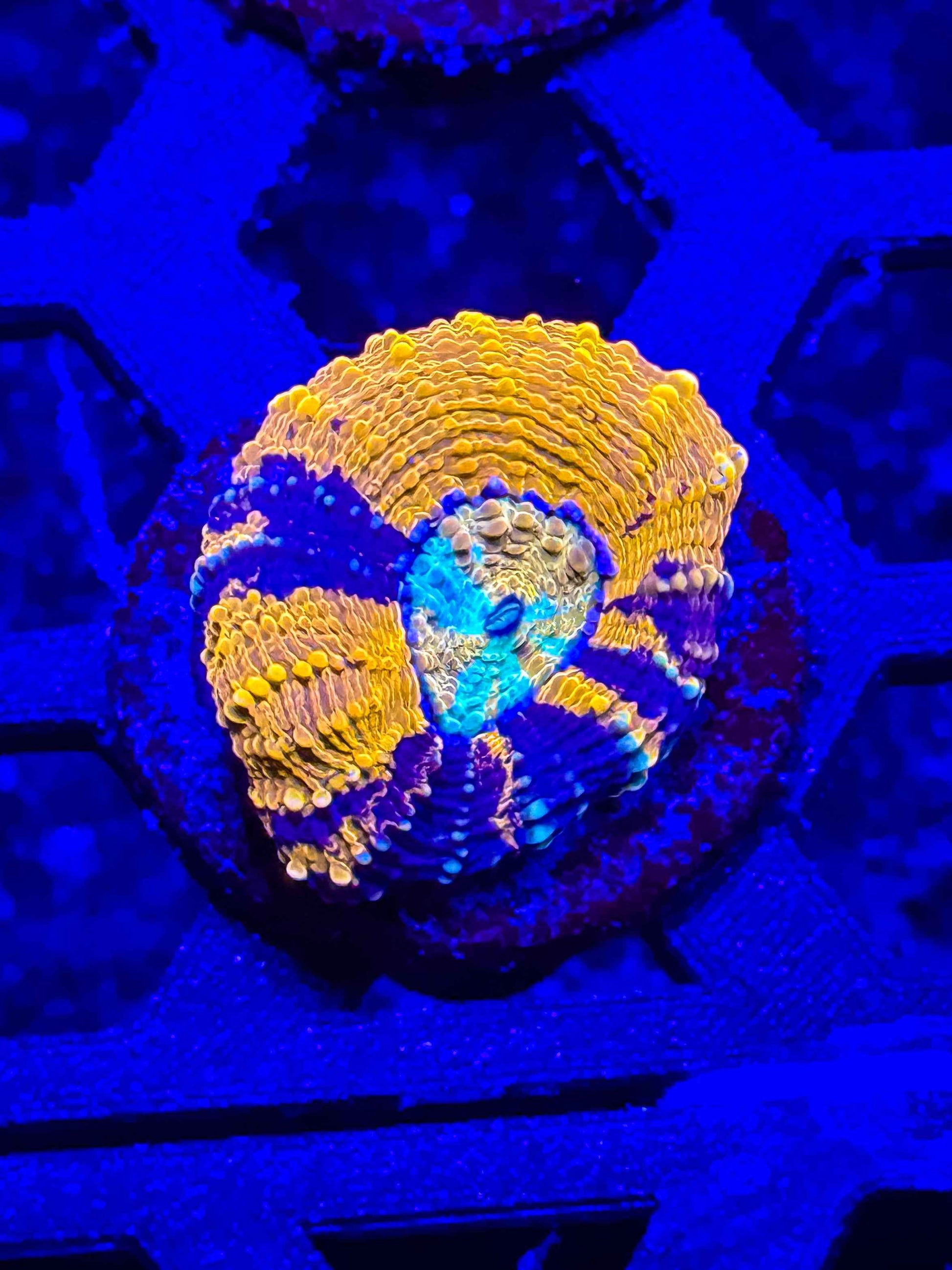 GS Boogeyman Echinata