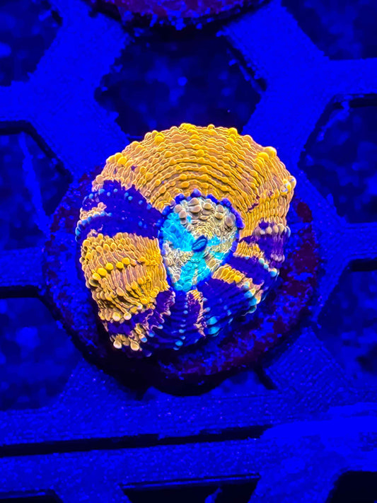 GS Boogeyman Echinata live coral – Gem State Corals