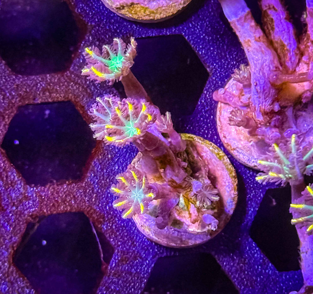 Firework Clove Polyps