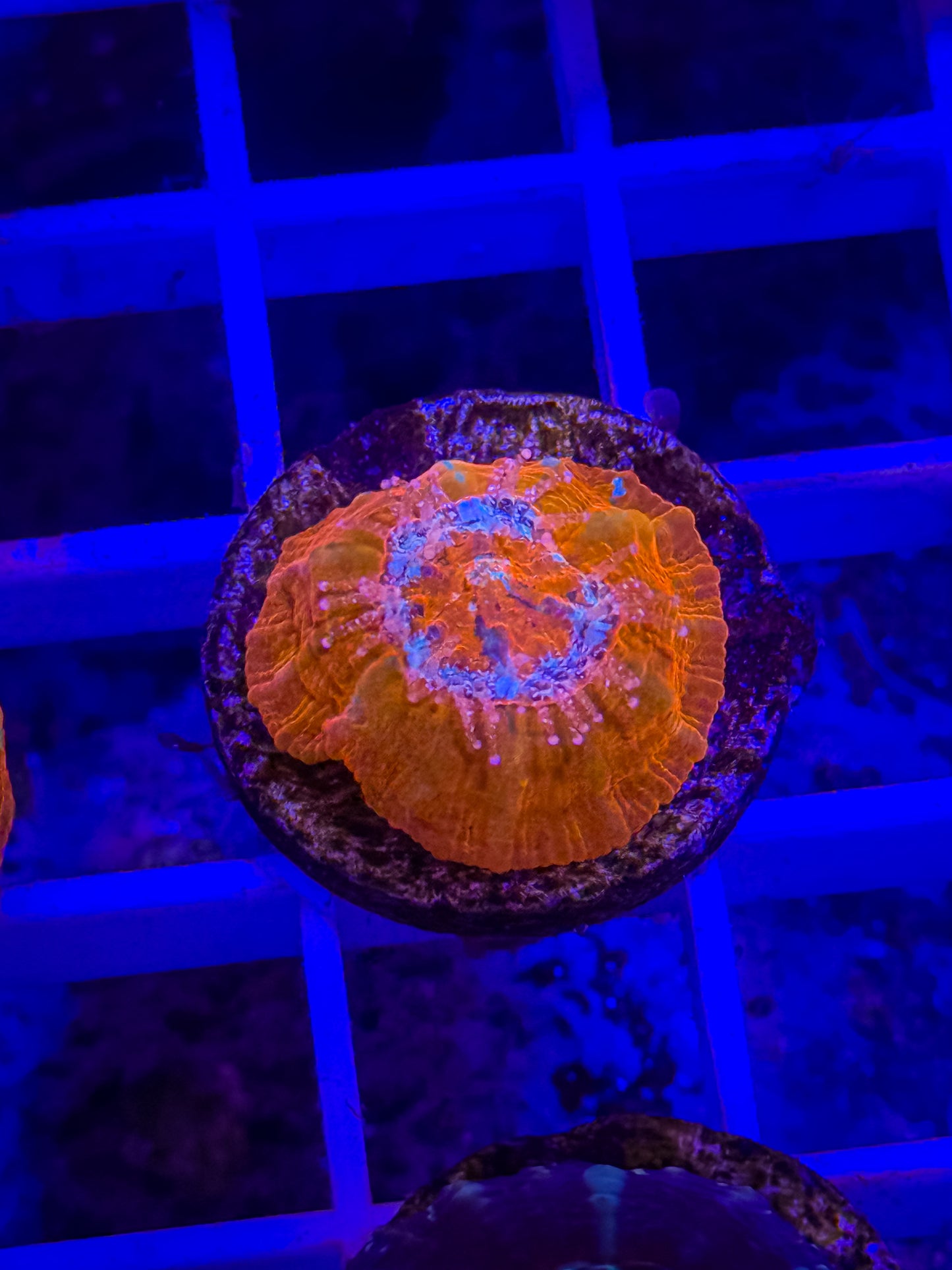 Captive Spawned Scolymia
