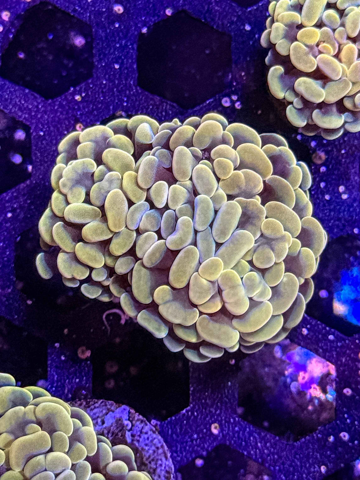 Gold/Yellow Hammer Coral – WYSIWYG #3