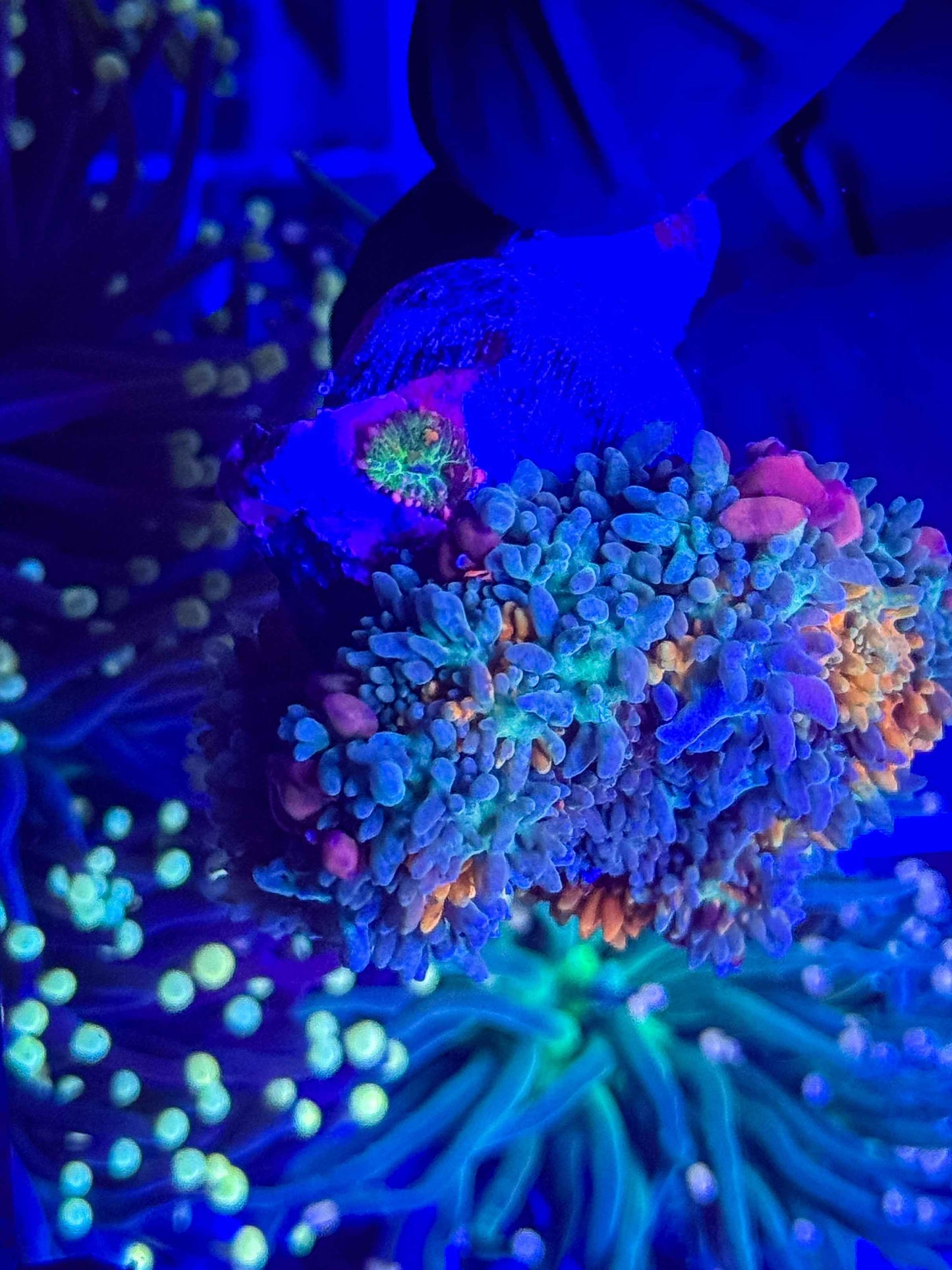 Ultra Rainbow Frank Mushroom w/ Baby