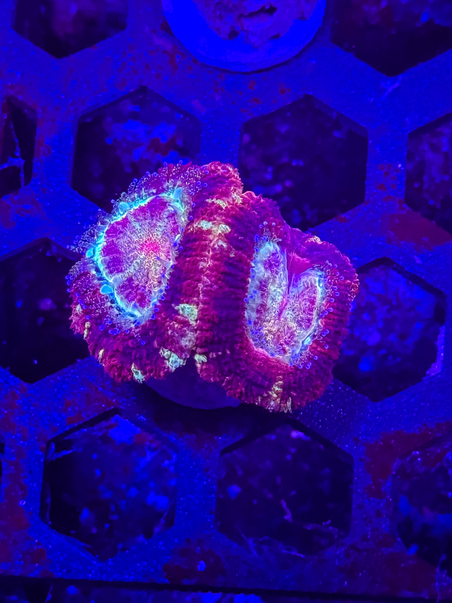 Malaysian Acan Lord