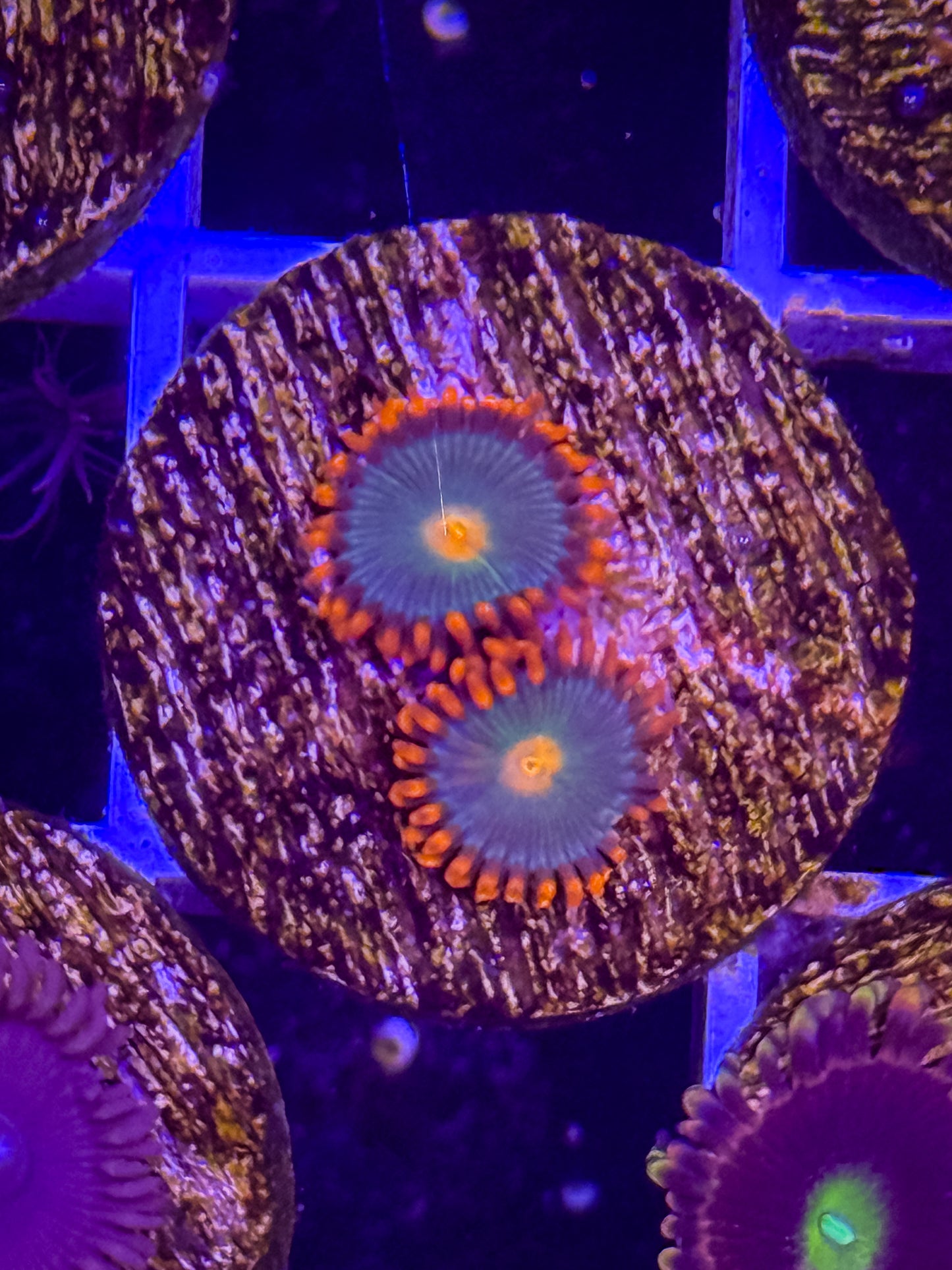 Gatorades Zoa