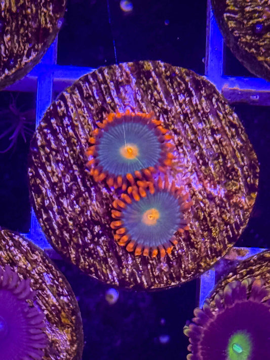 Gatorades Zoa