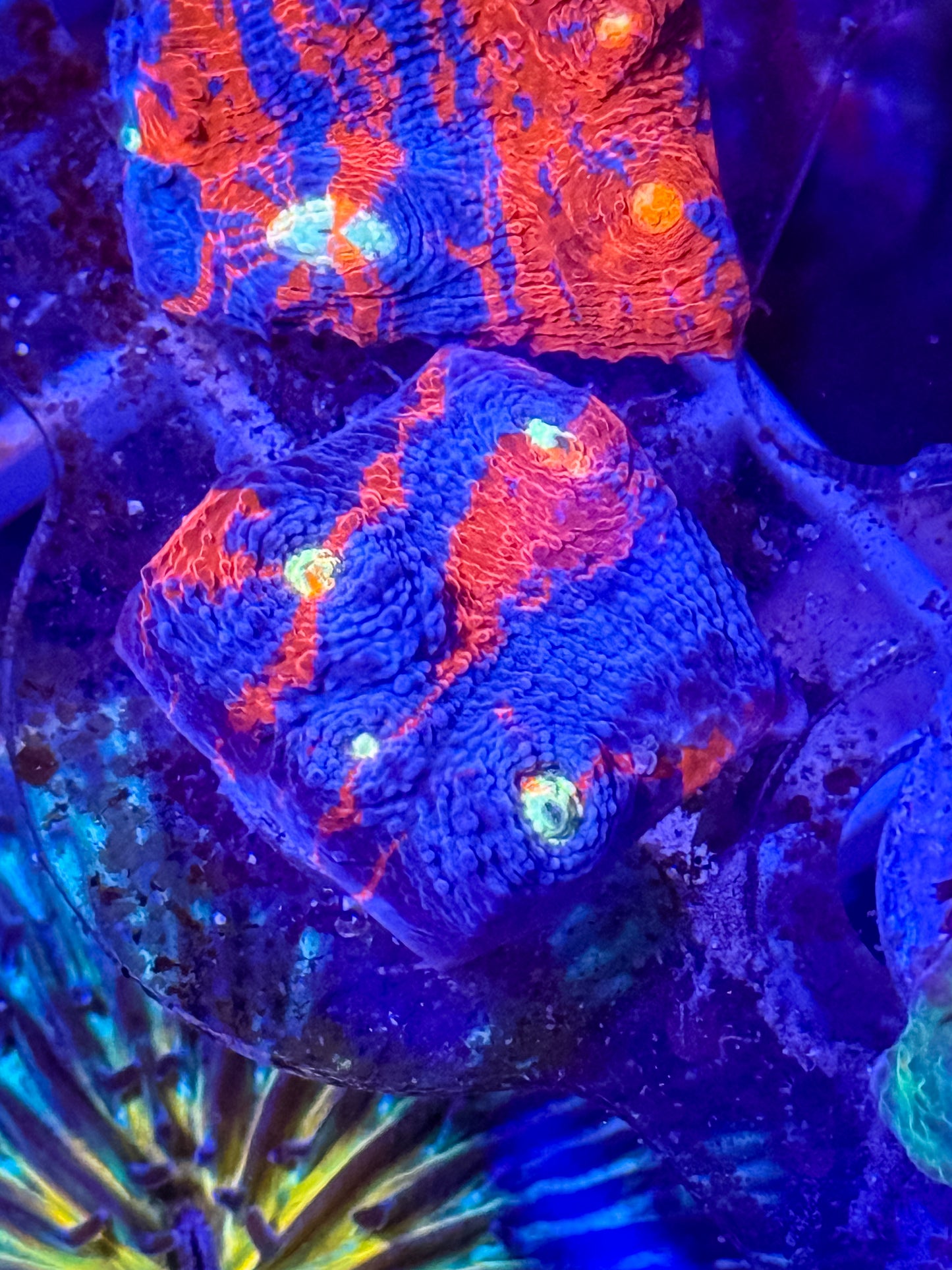 Rainbow Chalice Coral