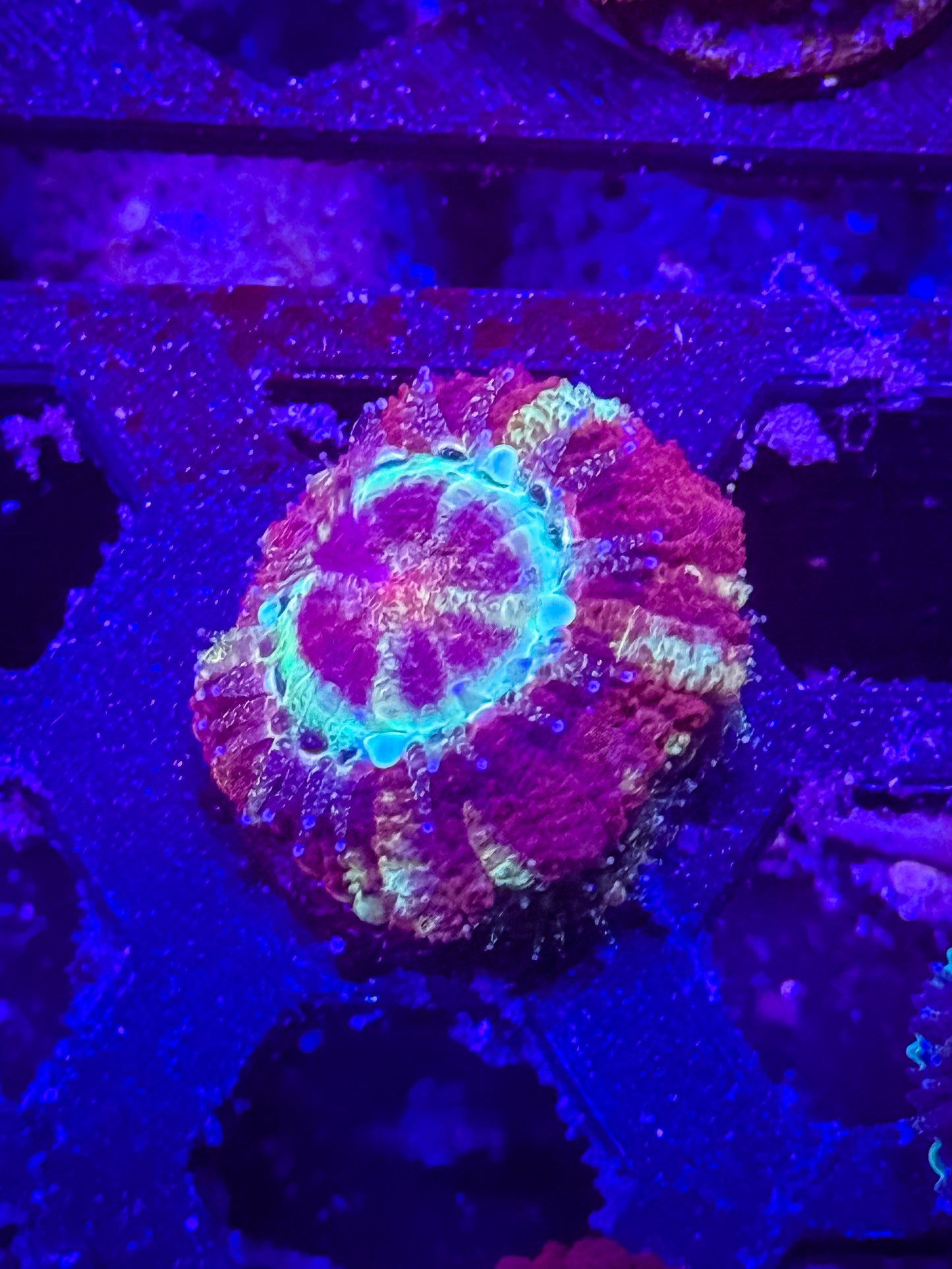Malaysian Acan Lord