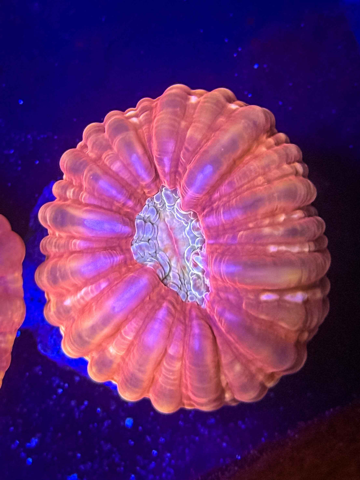 Golden Eye Cynarina Coral – WYSIWYG