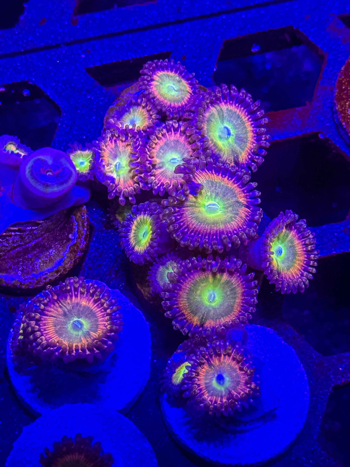 TSA Rainbow Spectrum Zoanthids – Almost WYSIWYG (1–3+ Polyps)