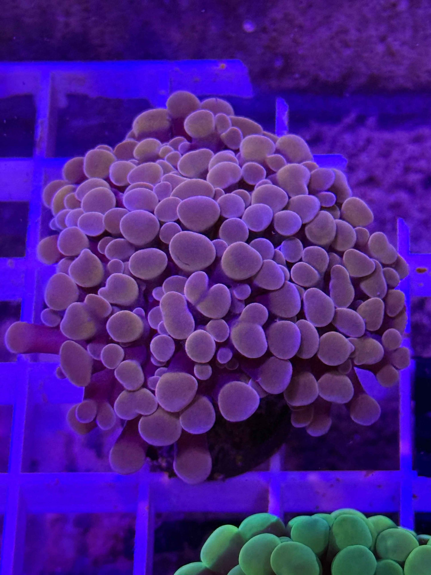 Branching Hammer