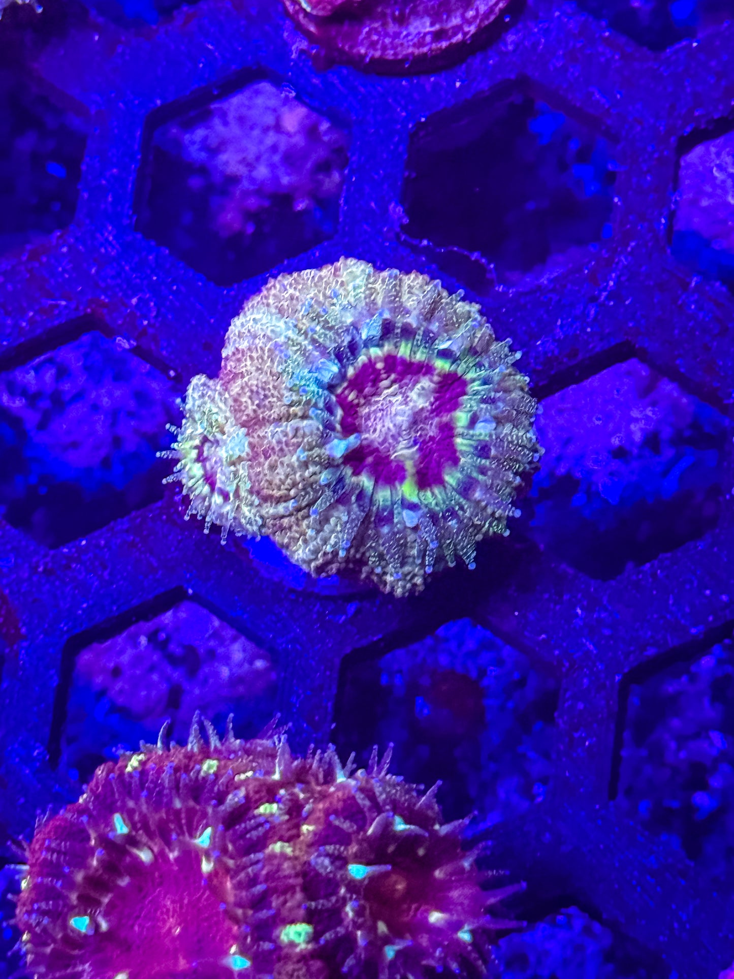 GS Red Dead Redemption Malaysian Acan Lord
