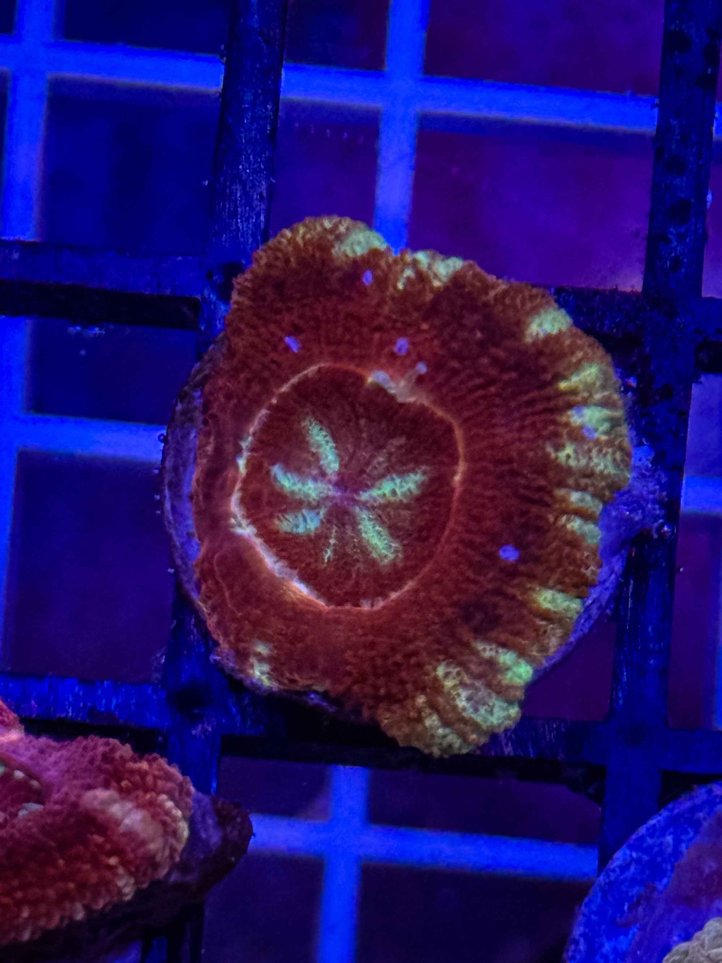GS Hells Canyon Acan