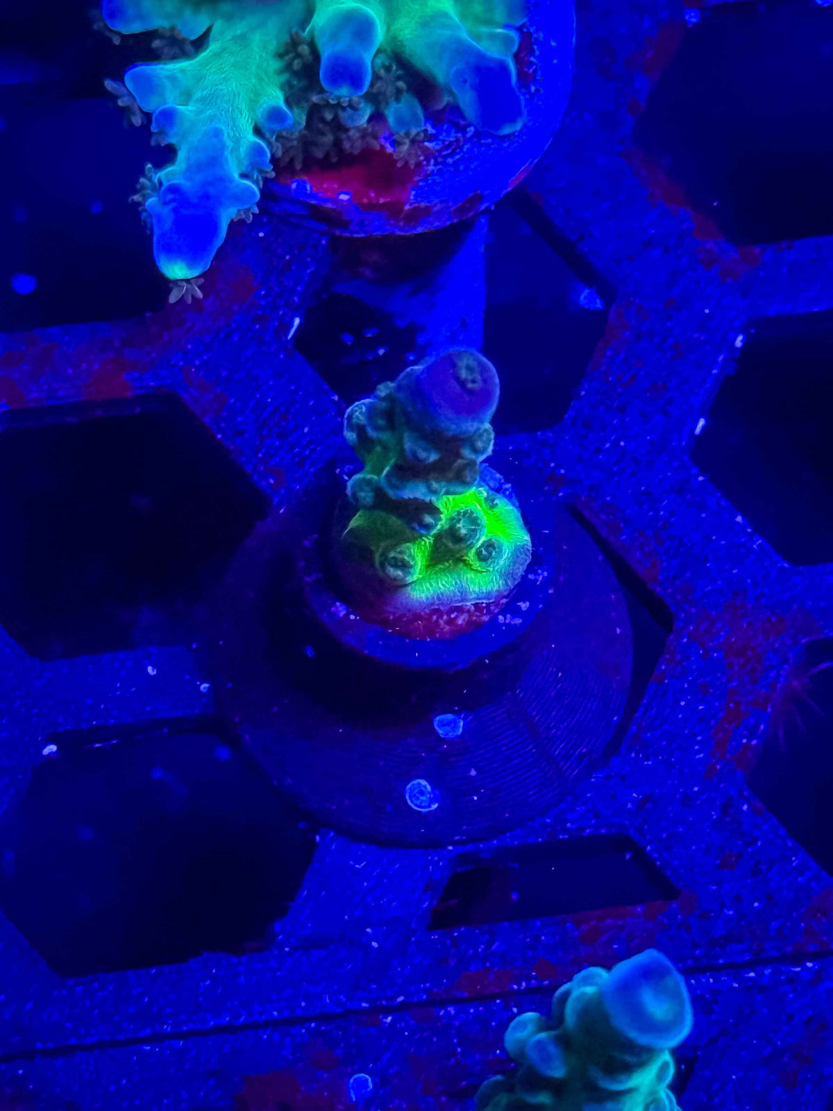 Miyagi Tort Acro – WYSIWYG