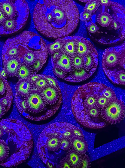 Bob Marley Zoanthids – Almost WYSIWYG (1–3+ Polyps)